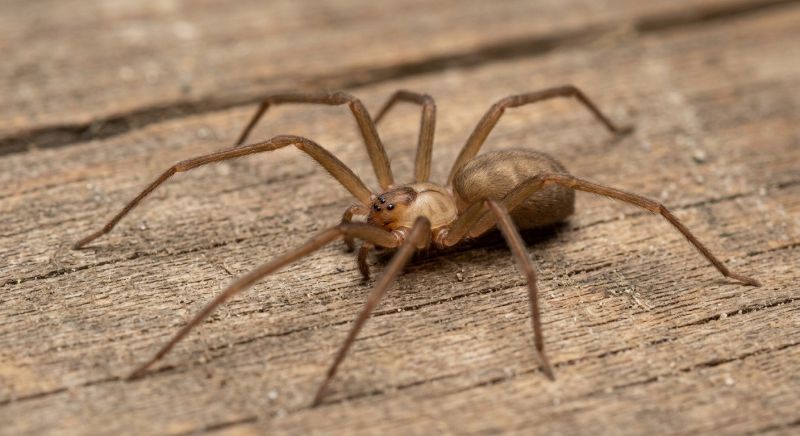 Brown Recluse Extermination in Frisco, TX