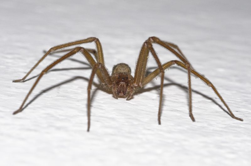 Brown Recluse Extermination in Katy, TX