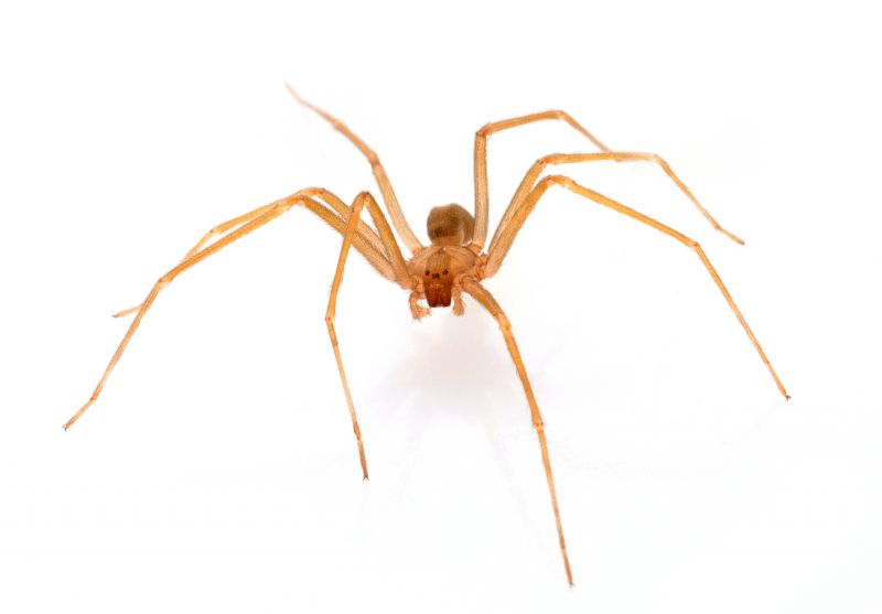 Brown Recluse Extermination in Katy, TX