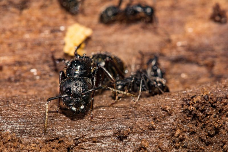 Carpenter Ant Extermination in Denton, TX