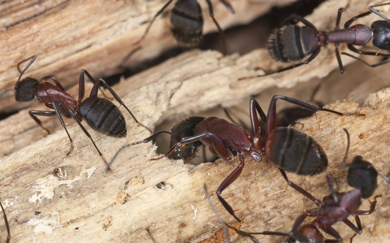 Carpenter Ant Extermination in Katy, TX