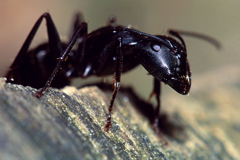 Carpenter Ant Extermination in New Braunfels, TX