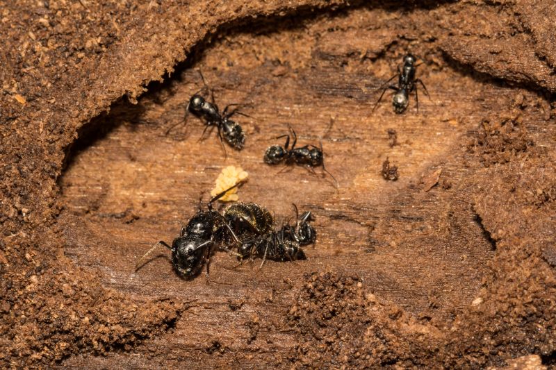 Carpenter Ant Extermination in Mckinney, TX
