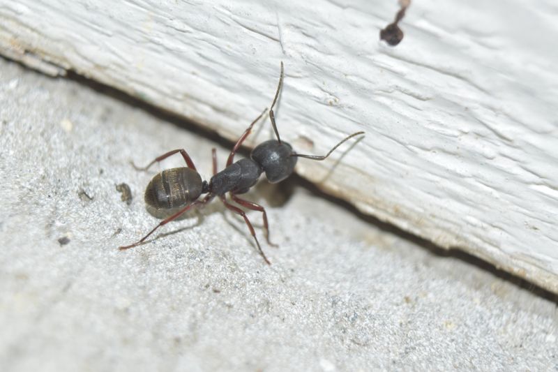 Carpenter Ant Extermination in Fort Worth, TX