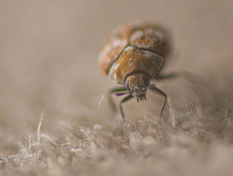 Carpet Beetle Extermination in Katy, TX