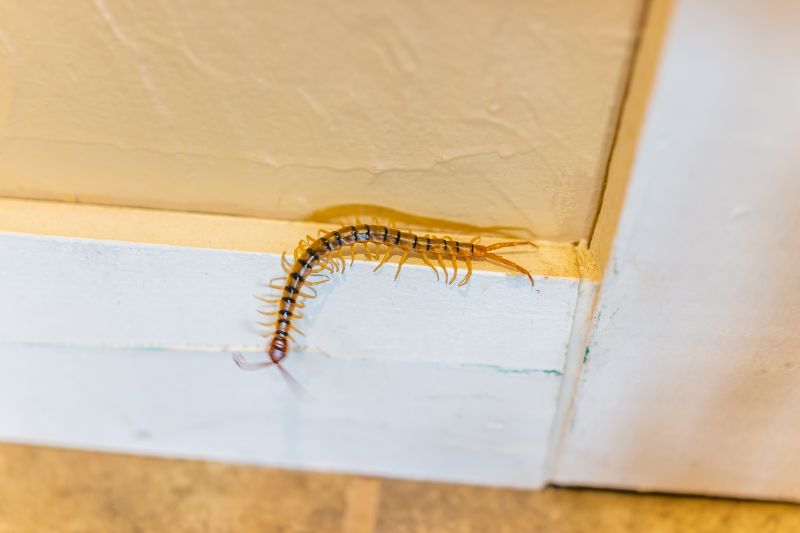 Centipede Extermination in Arlington, TX
