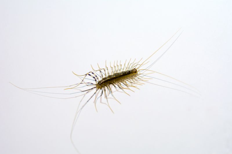 Centipede Extermination in Arlington, TX