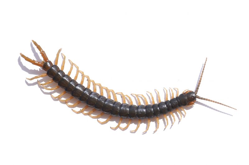 Centipede Extermination in Arlington, TX