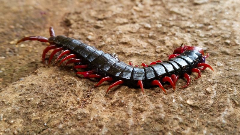 Centipede Extermination in Katy, TX