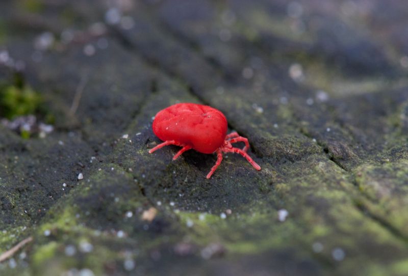 Chigger Extermination in Arlington, TX