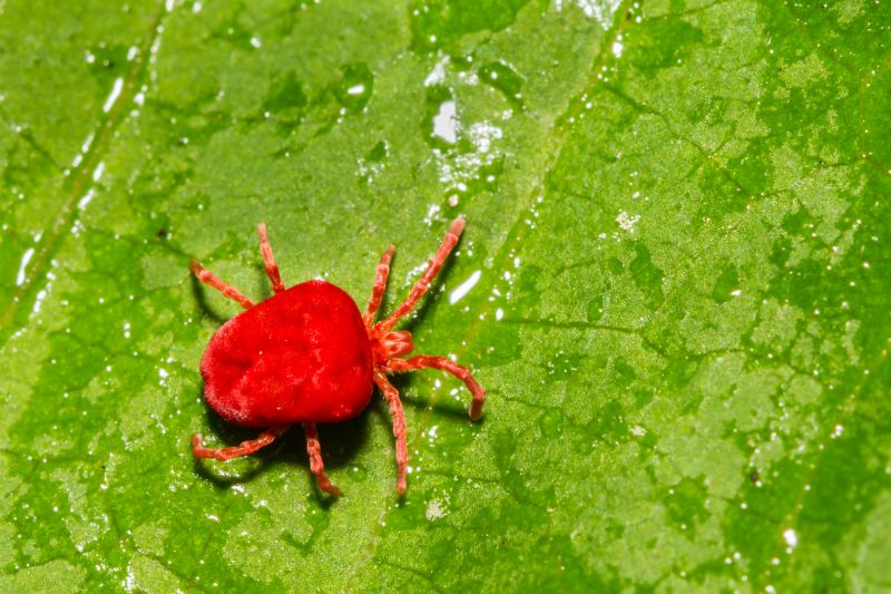 Chigger Extermination in Arlington, TX