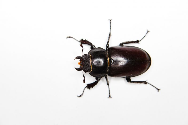 Chigger Extermination in Arlington, TX
