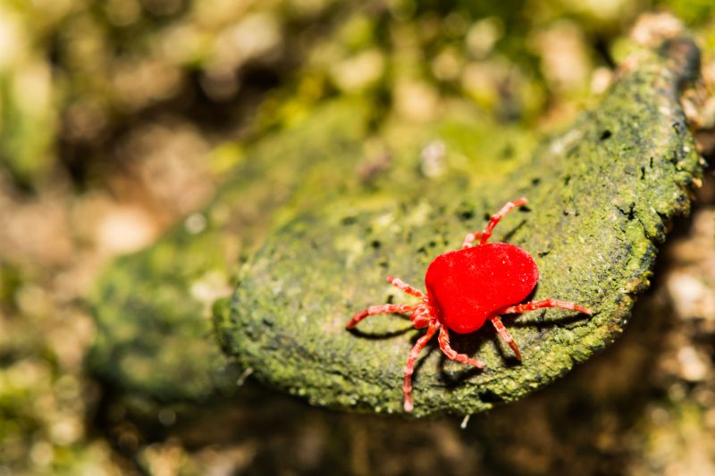 Chigger Extermination in Frisco, TX