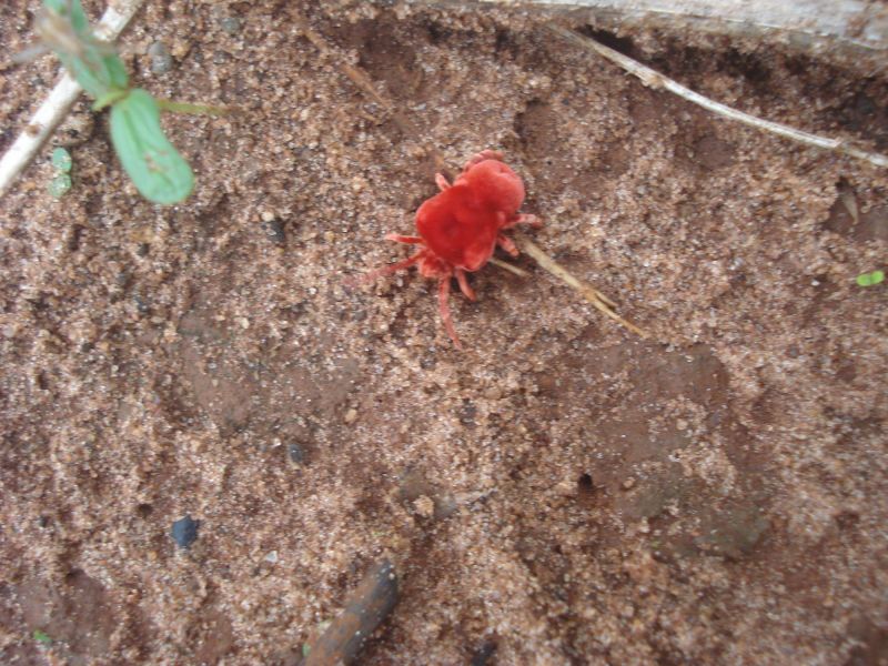 Chigger Extermination in Frisco, TX