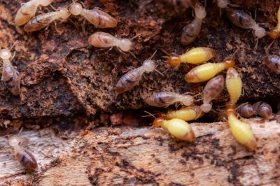 Commercial Termite Prevention in Katy, TX