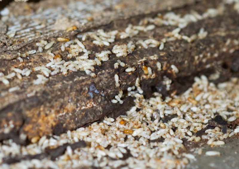 Commercial Termite Removal in Katy, TX