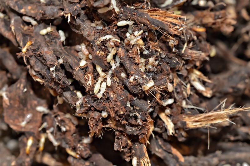 Commercial Termite Removal in Katy, TX