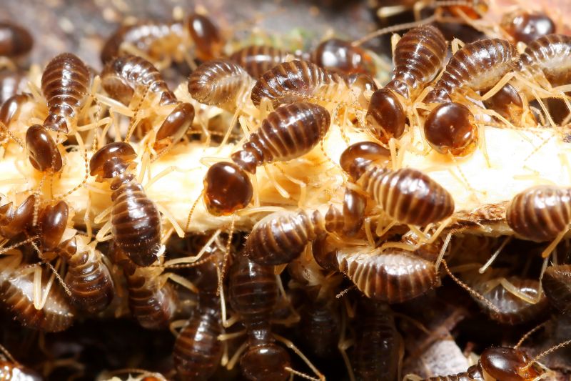 Commercial Termite Removal in Frisco, TX