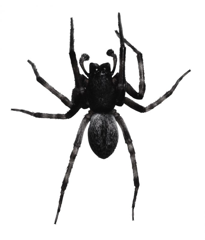 Common Spiders Extermination in Fort Worth, TX