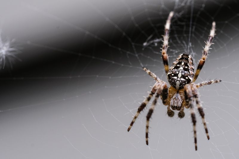 Common Spiders Extermination in Frisco, TX