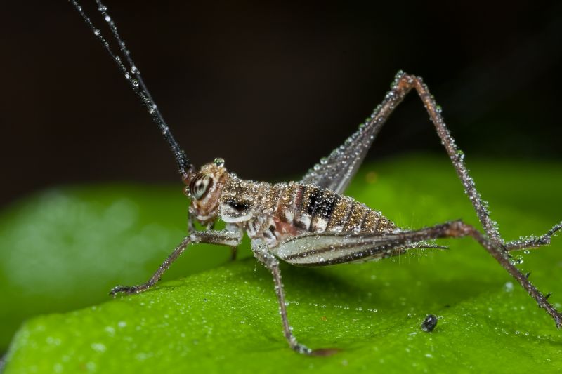 Cricket Control Service in Mckinney, TX