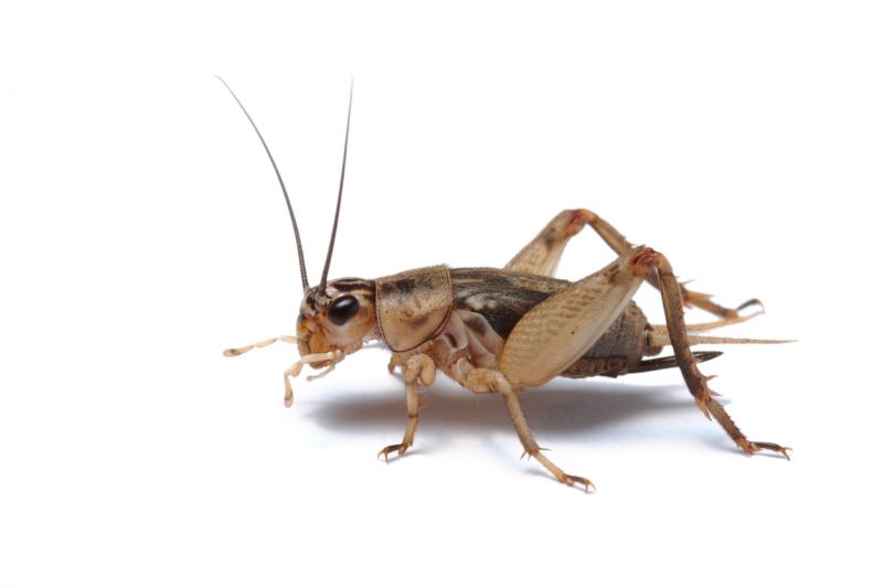 Cricket Control Service in Frisco, TX