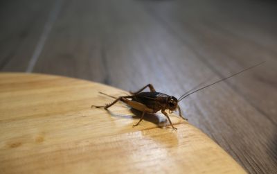 Cricket Control Service in Rockwall, TX