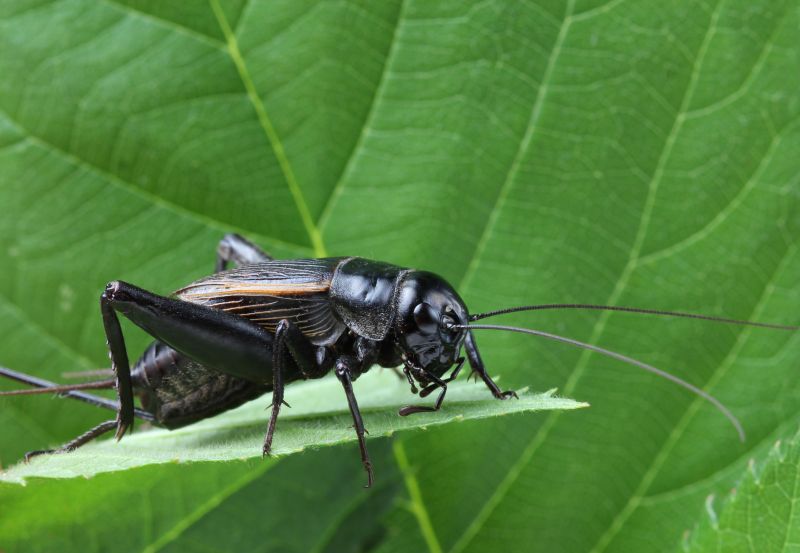 Cricket Control Service in Rockwall, TX