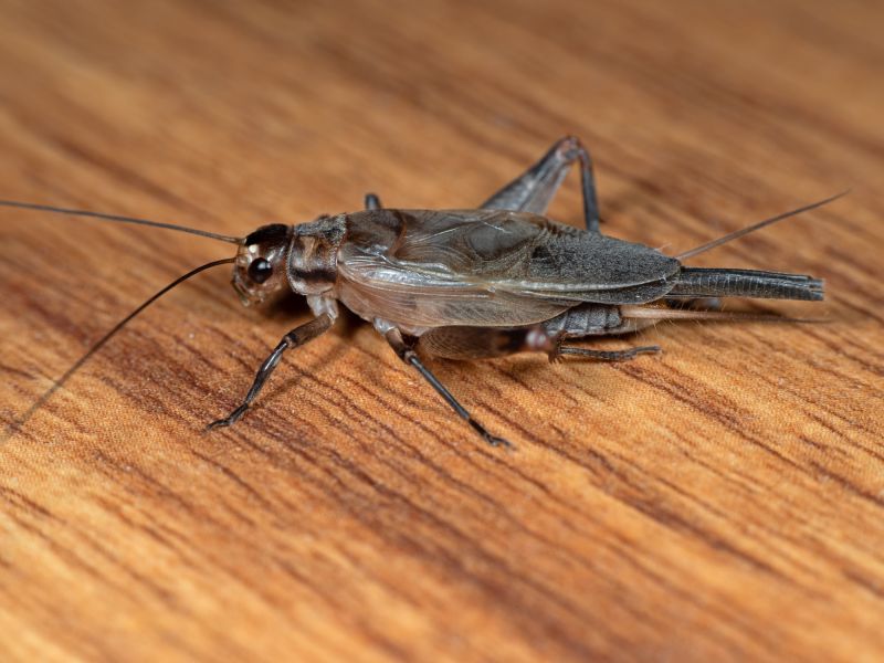 Cricket Control Service in Katy, TX