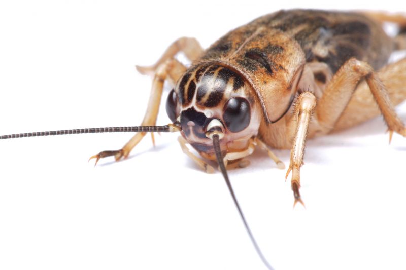 Cricket Control Service in Katy, TX