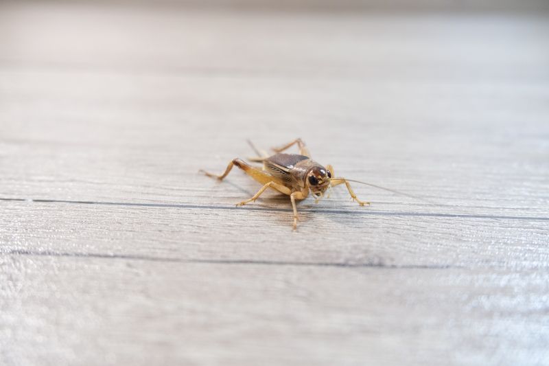 Cricket Prevention in Frisco, TX