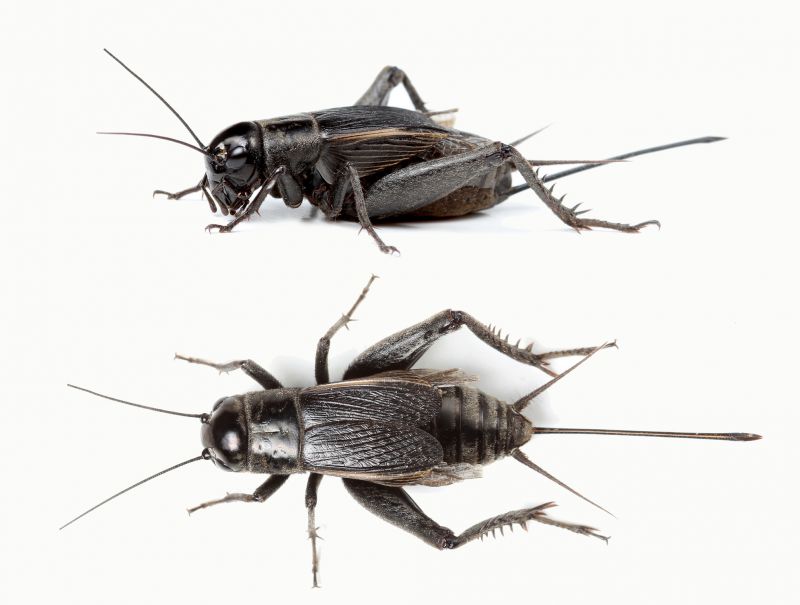 Cricket Prevention in Mckinney, TX