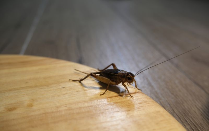 Cricket Removal Service in Frisco, TX