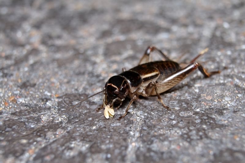 Cricket Removal Service in Katy, TX