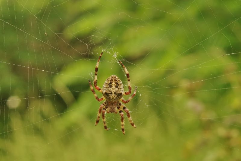 Cross Spider Extermination in Frisco, TX