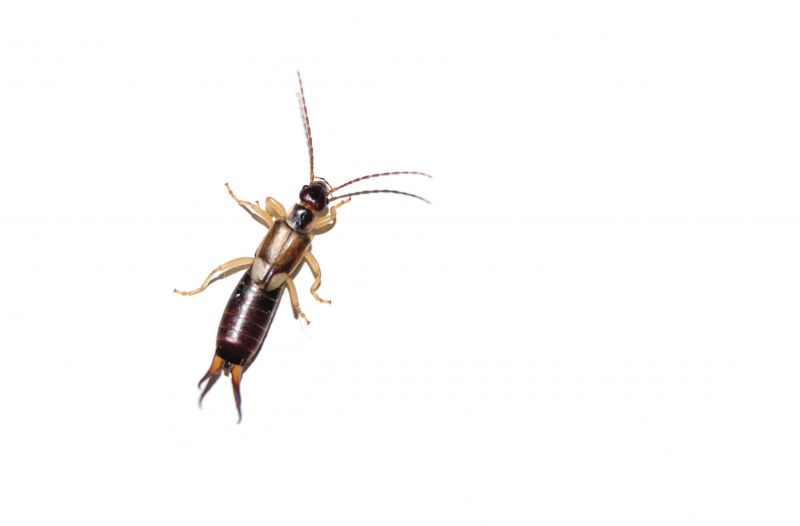 Earwig Extermination in Frisco, TX