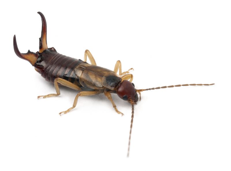 Earwig Extermination in Frisco, TX