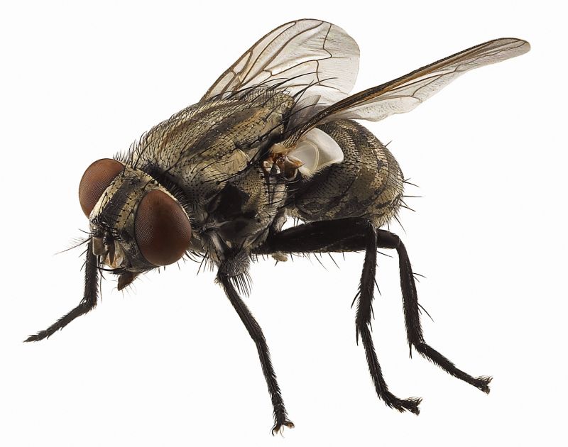 Fly Control Service in Katy, TX