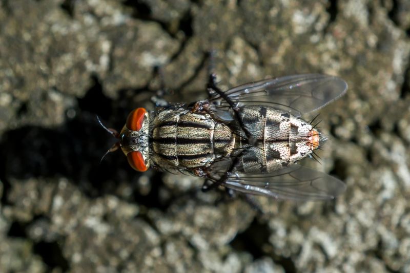 Fly Extermination in Mckinney, TX
