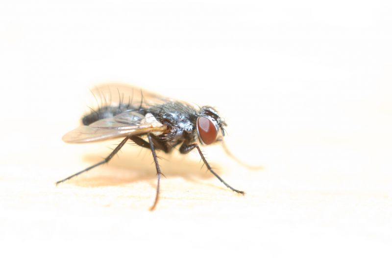 Fly Extermination in New Braunfels, TX