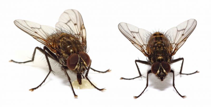 Fly Extermination in Fort Worth, TX