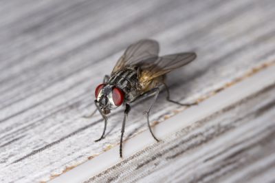 Fly Infestation Extermination in New Braunfels, TX