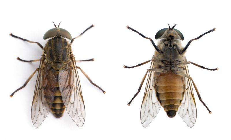 Fly Infestation Extermination in Fort Worth, TX
