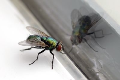 Fly Pest Control in New Braunfels, TX