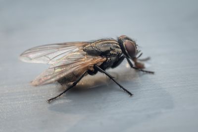 Fly Pest Control in Denton, TX
