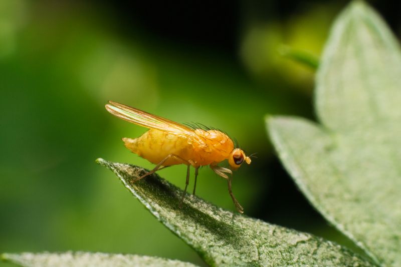 Fruit Fly Extermination in Rockwall, TX