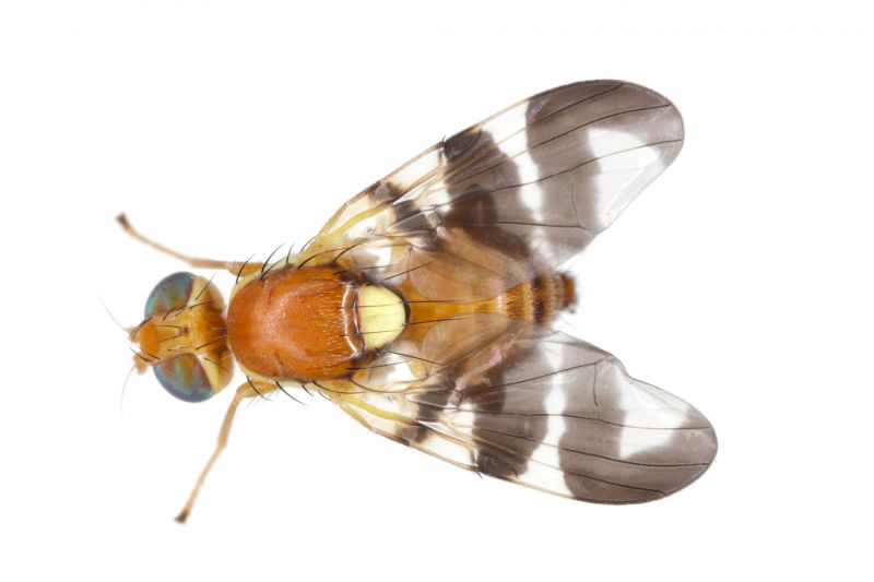 Fruit Fly Extermination in Frisco, TX