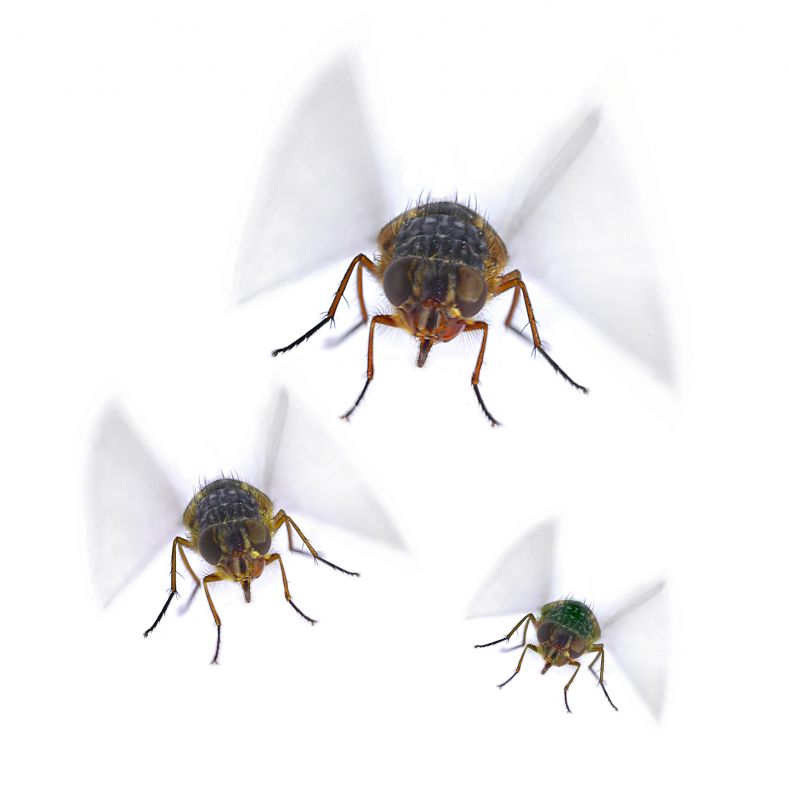 Fruit Fly Extermination in Mckinney, TX
