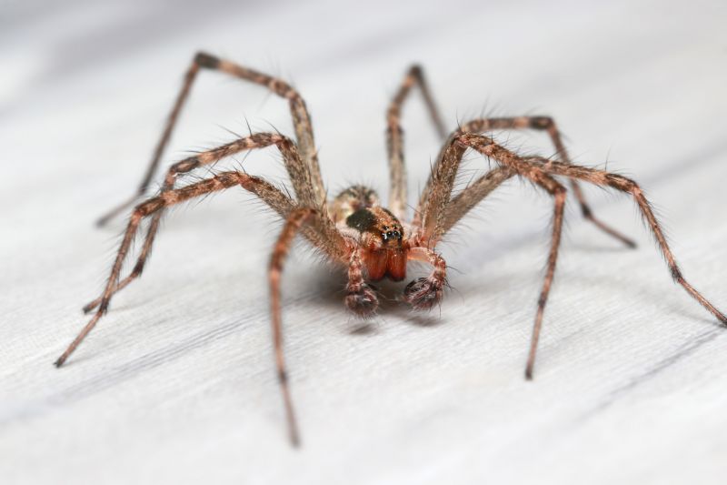 Hobo Spider Extermination in Mckinney, TX
