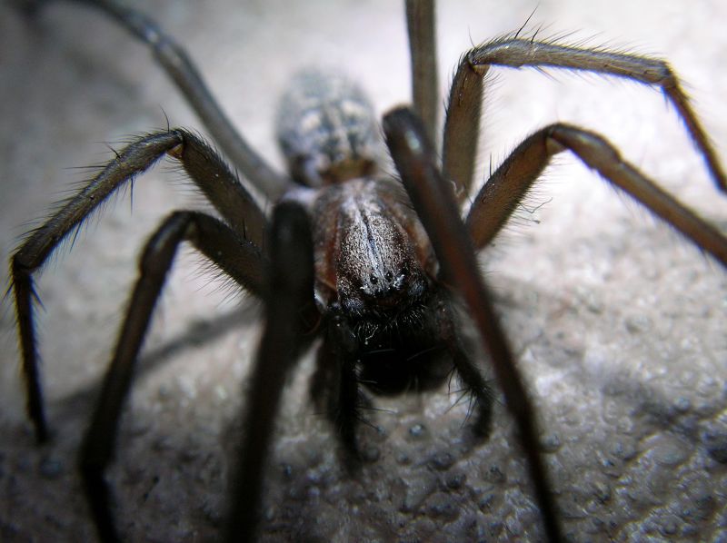 Hobo Spider Extermination in Mckinney, TX